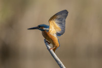 /album/foto-adriano/l4a8581-copia-jpg/